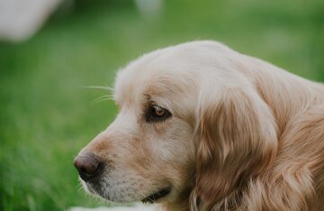 Golden retriever lying on grass looking at the camera