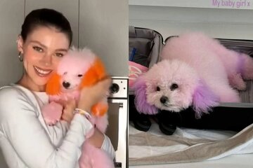 Nicola Peltz, whose Chihuahua died after visiting a groomer, has been criticised for dyeing her dogs' fur bright colours