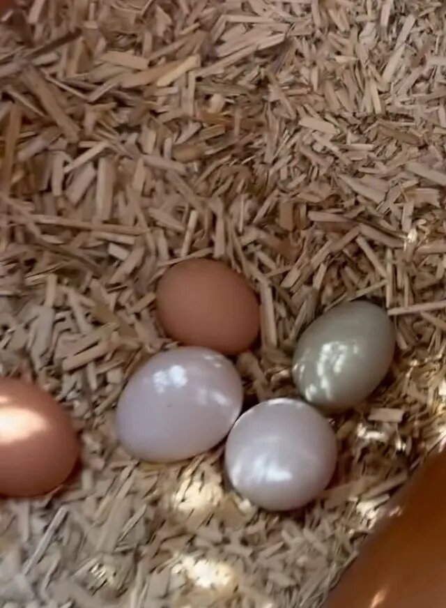 Кадр из видео Меган Маркл