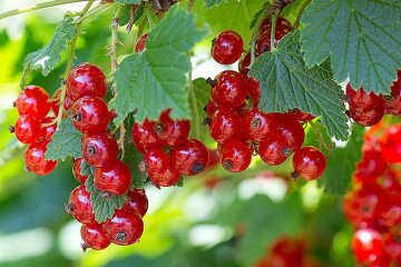 What to cook from red currant: TOP 3 recipes