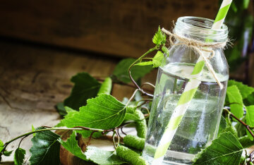 Preserving birch sap: two recipes for home-made preparations
