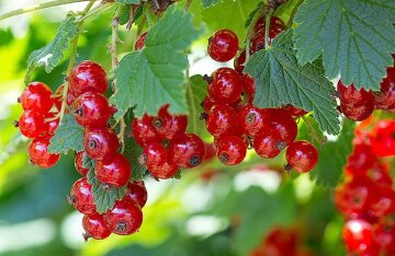 What to cook from red currant: TOP 3 recipes