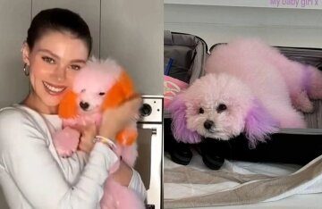 Nicola Peltz, whose Chihuahua died after visiting a groomer, has been criticised for dyeing her dogs' fur bright colours