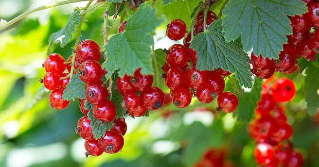 What to cook from red currant: TOP 3 recipes