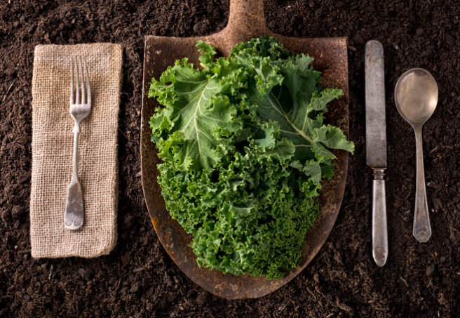 Kale cabbage leaves