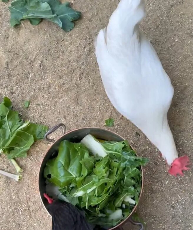 Кадр из видео Меган Маркл