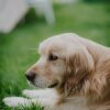 Taylor Swift's viral glitter freckles now exist for dogs — Khloé's pup is first