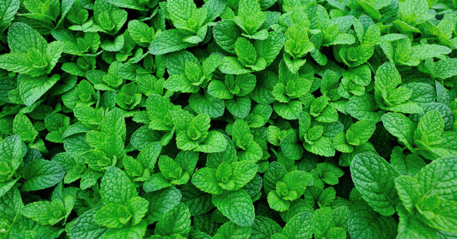 How to prepare mint for the winter: 3 ways