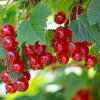 What to cook from red currant: TOP 3 recipes