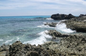 Palm trees and shoreline along the Riviera Maya in Mexico