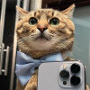 The famous cat Stepan from Kharkov collected 10 thousand dollars for animals of Ukraine