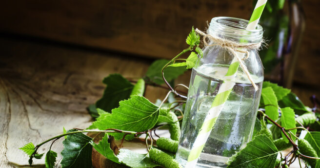 Preserving birch sap: two recipes for home-made preparations