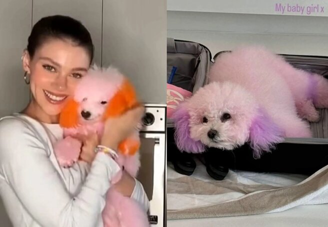 Nicola Peltz, whose Chihuahua died after visiting a groomer, has been criticised for dyeing her dogs' fur bright colours