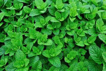 How to prepare mint for the winter: 3 ways