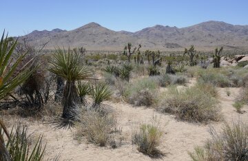 A desert landscape with mountains near Palm Springs, California